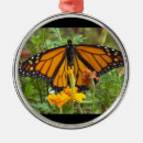 Pesquisar por borboleta ornamentos Fotografia
