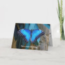 Pesquisar por borboleta azul morpho cartoes postais Bufo