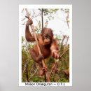 Pesquisar por orangotango pôsteres Primatas