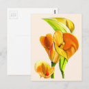 Pesquisar por calla cartoes postais Amarelo