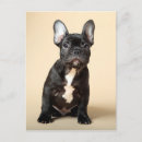 Pesquisar por frenchies cartoes postais Animais