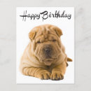 Pesquisar por chinese birthday cartoes Shar pei