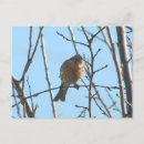 Pesquisar por cabeça negra cartoes postais Pássaro