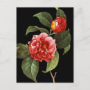 Pesquisar por pierre joseph redoute cartoes postais Ilustração floral