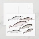Pesquisar por narwhal cartoes postais Baleias