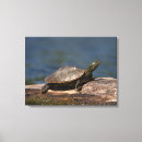 Pesquisar por das arte da tartaruga impressão de canvas Animal