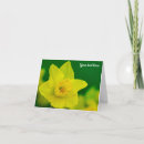 Pesquisar por narciso cartoes Flores da primavera