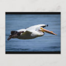 Pesquisar por pelicanos brancos cartoes postais Água