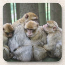 Pesquisar por macaco bonito copos bares Macacos
