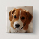Pesquisar por russell botons Filhote de cachorro