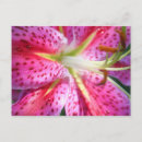 Pesquisar por lírios cor de rosa cartoes postais Natureza