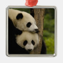 Pesquisar por fungos ornamentos Animal