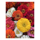 Pesquisar por crisântemo fotografia Floração