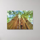 Pesquisar por árvores da sequóia artes pôsteres Floresta