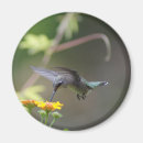Pesquisar por zumbido imas Natureza