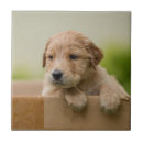 Pesquisar por caixa azulejos Animal