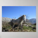 Pesquisar por cavalos pósteres pôsteres Cinza de maçã