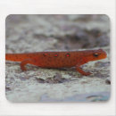 Pesquisar por newts Alaranjado