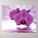 Pesquisar por orquídeas exóticas pósteres pôsteres Exótico