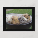 Pesquisar por porco pequeno cartoes postais Cobaia