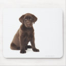 Pesquisar por labrador retriever Filhote de cachorro