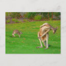 Pesquisar por canguru cartoes postais Wallaby