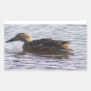 Pesquisar por pato selvagem adesivos Fotografia