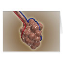 Pesquisar por vasos sanguíneos cartoes postais Bronquiole