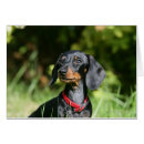 Pesquisar por dachshund preto tan cartoes postais 4 meses