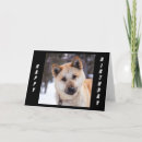 Pesquisar por cão akita cartoes postais Engraçado