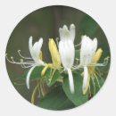 Pesquisar por madressilva Flor