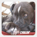 Pesquisar por pitbulls Animais de estimação
