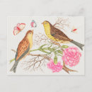 Pesquisar por bluejay cartoes postais Aves
