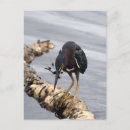Pesquisar por hera verde cartoes postais Imagens