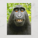 Pesquisar por selfie cartoes postais Macaco