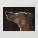 Pesquisar por whippet cartoes postais Cão