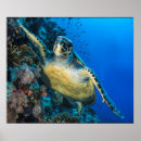 Pesquisar por tartaruga vermelha pôsteres Oceano