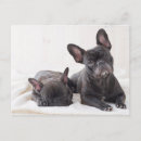 Pesquisar por french bulldog cartoes postais Frenchie