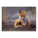 Pesquisar por tundra cartoes postais 1002