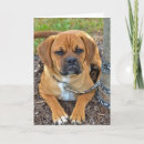 Pesquisar por puggles cartoes Dog