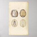 Pesquisar por cérebro humano pôsteres Ilustração