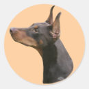 Pesquisar por doberman preto adesivos Pinscher