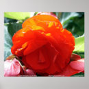 Pesquisar por jim pôsteres Flor