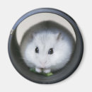 Pesquisar por ratos imas Mouse