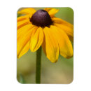 Pesquisar por olhos amarelos imas Flores