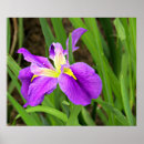 Pesquisar por roxo da íris pósteres pôsteres Flor