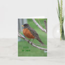 Pesquisar por robin bird cartoes Photography