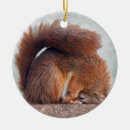 Pesquisar por esquilo ornamentos Humor