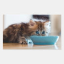 Pesquisar por gato doméstico adesivos Um animal