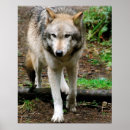Pesquisar por lobos pósteres pôsteres Cão